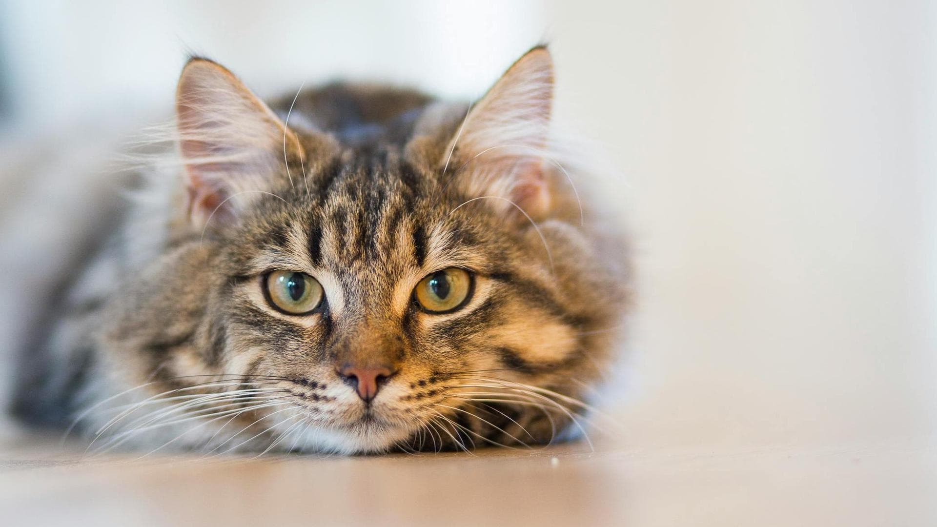 Dog & Cat Vets in Shelbyville
